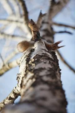 Squirrel on the Birch Stock Photos
