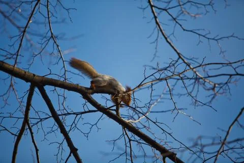 Squirrel on the Birch Stock Photos