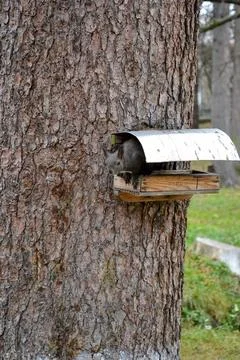 The squirrel in the bird box, on a spruce tree Stock Photos