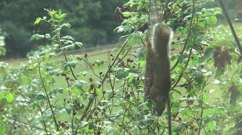 Squirrel on Bird feeder 1b Stock Footage 40720471
