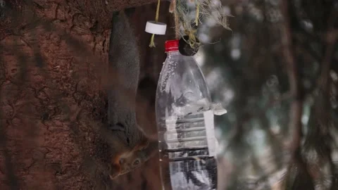 The squirrel in the bird feeder is chewing on nuts. Stock Footage 232652677