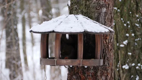 The squirrel in the bird feeder is chewing on nuts. Stock Footage 232652681