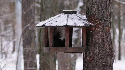 The squirrel in the bird feeder is chewing on nuts. Stock Footage 232652683