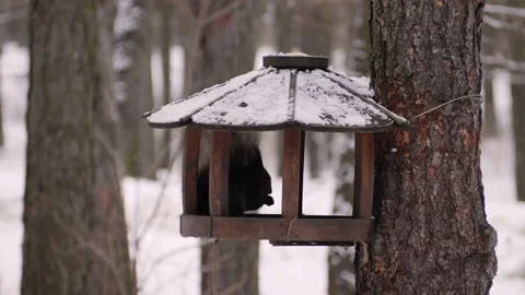 The squirrel in the bird feeder is chewing on nuts. Stock Footage 232652685