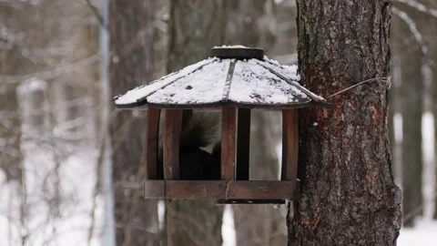 The squirrel in the bird feeder is chewing on nuts. Stock Footage 232652686