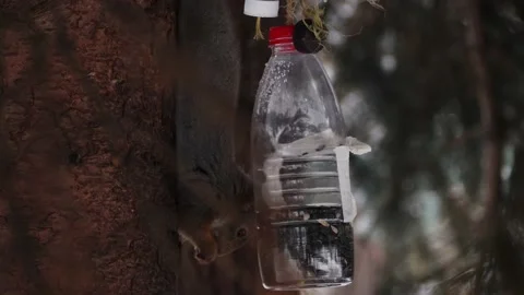 The squirrel in the bird feeder is chewing on nuts. Stock Footage 232652690