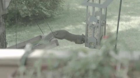 Squirrel on bird feeder eating Stock Footage 42855372