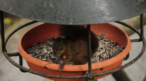 Squirrel in Bird Feeder Stock Footage 60961696