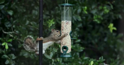 Squirrel on bird feeder Stock Footage 159109198