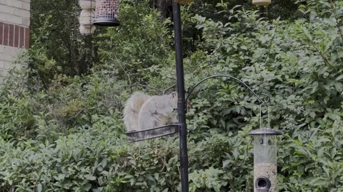 Squirrel On A Bird Feeder Stock Footage 240418704