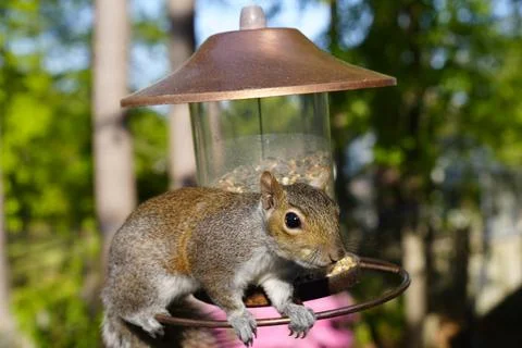 Squirrel on Bird Feeder Stock Photos