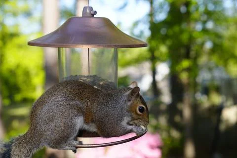 Squirrel on Bird Feeder Stock Photos