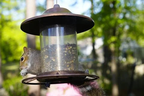 Squirrel on Bird Feeder Stock Photos