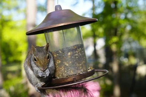 Squirrel on Bird Feeder Stock Photos