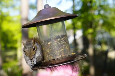 Squirrel on Bird Feeder Foto stock