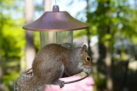 Squirrel on Bird Feeder Stock Photos