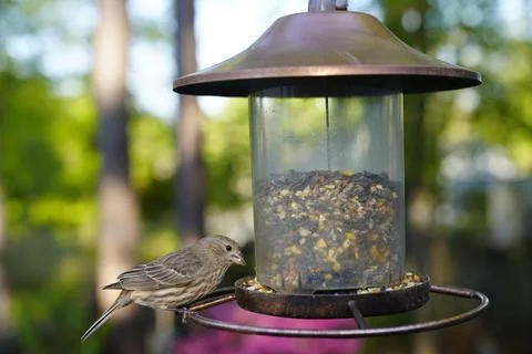 Squirrel on Bird Feeder Stock Photos