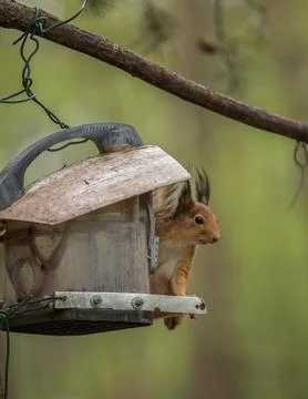 Squirrel in a bird feeder Stock Photos
