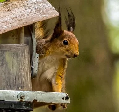 Squirrel in a bird feeder Stock Photos