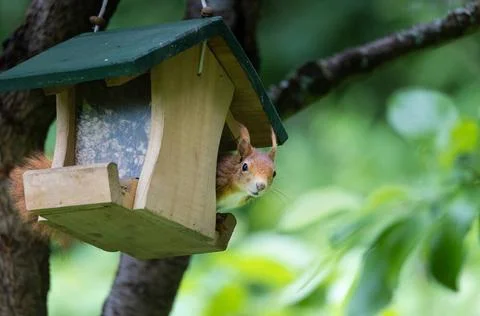 Squirrel in bird feeder red squirrel sitting in bird feeder house looking ... Stock Photos