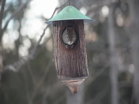 Squirrel On A Bird Feeder In Winter 库存影片 71586041