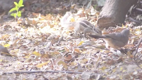Squirrel with a bird hopping Stock Footage 81393995