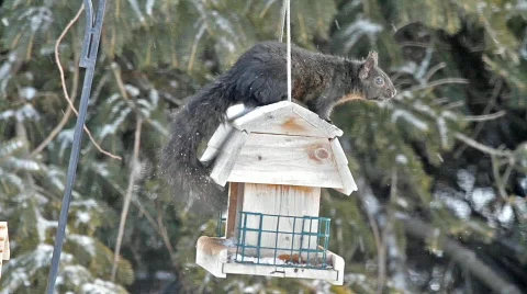 Squirrel on a Birdfeeder Vidéo 626518