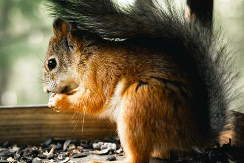 Squirrel in the birdhouse Stock Photos