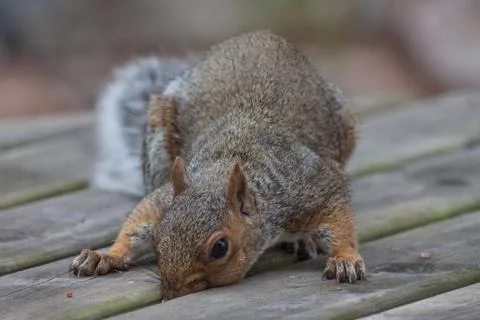 Squirrel biting between a table Foto stock