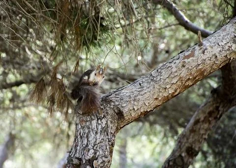 A squirrel biting its tail on a tree Stock Photos
