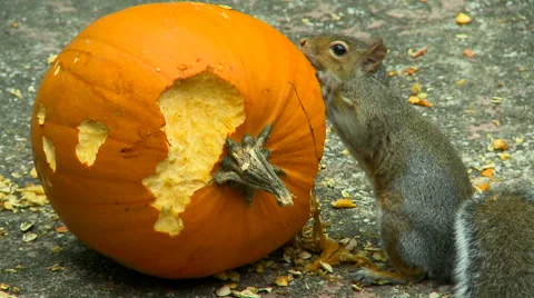 Squirrel bitting pumpkin Stock Footage 55497746