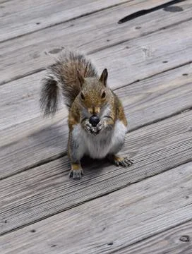Squirrel with Blueberry 库存照片