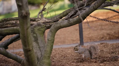 Squirrel at Boston Public Garden Stock Footage 192428871