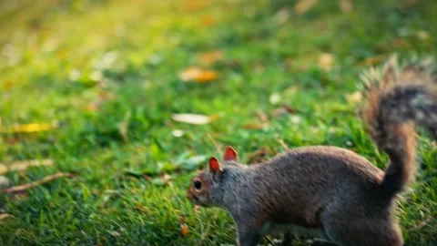 Squirrel in Boston Public Gardens Stock Footage 327241508