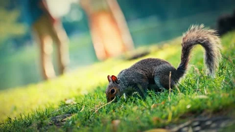 Squirrel in Boston Public Gardens Stock-Footage 327241510
