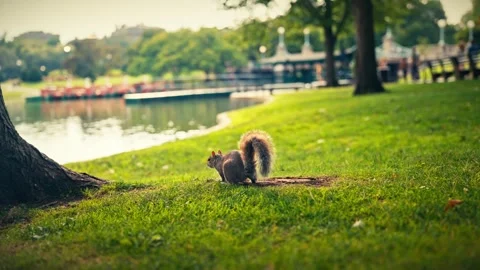 Squirrel in Boston Public Gardens Stock-Footage 327241626