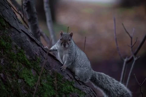 Squirrel on Branch 1 Stock Photos