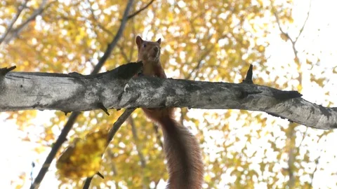 Squirrel on a branch. Autumn forest Stock Footage 116706813