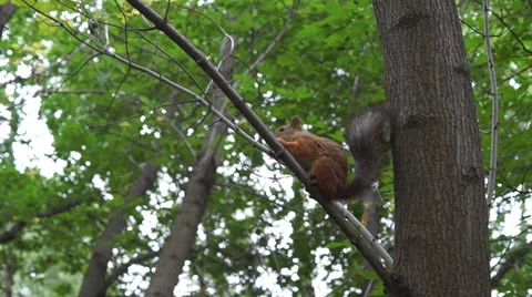 Squirrel on a branch eats nuts Stock Footage 68351905