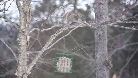 Squirrel On A Branch 库存影片 71549745