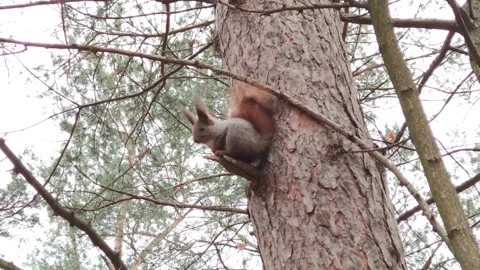 Squirrel on a branch Stock Footage 146447773
