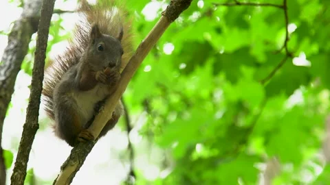 A squirrel on a branch Stock Footage 155356620