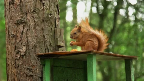 A squirrel on a branch Stock Footage 155356683