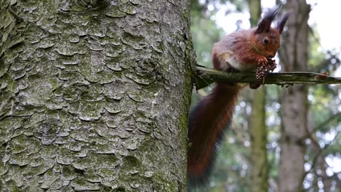 A squirrel on a branch in the forest eats a pine cone Video stock 273890332