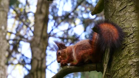 A squirrel on a branch in the forest eats a pine cone. 動画素材 273890690