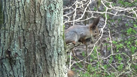 Squirrel on a branch in the forest, trees 스톡 동영상 127707896