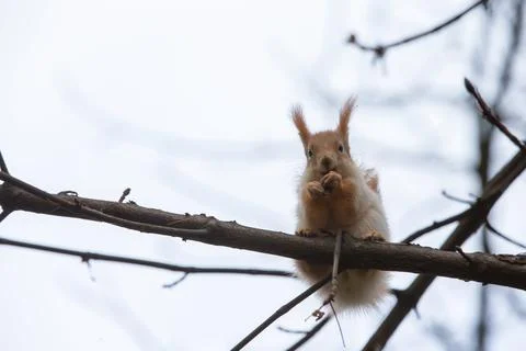 A squirrel is on a branch, holding a nut while looking around in a tree durin Stock Photos