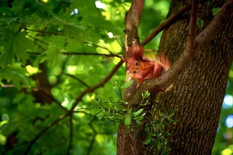Squirrel on a branch on leaves background Stock Photos