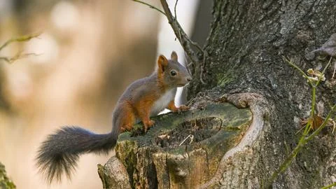 Squirrel on the branch looking Stock Photos
