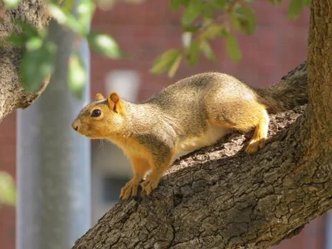 Squirrel on a branch Stock Photos